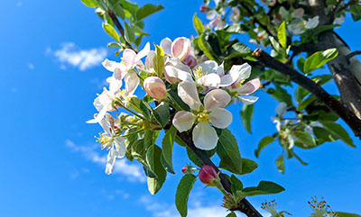 Unsere Apfelbäume in der Blüte